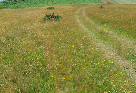 Dry Acid Grasslands